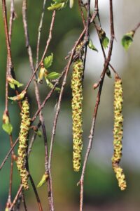 アレルギー対応のおせちで選ぶ高級な料理は？