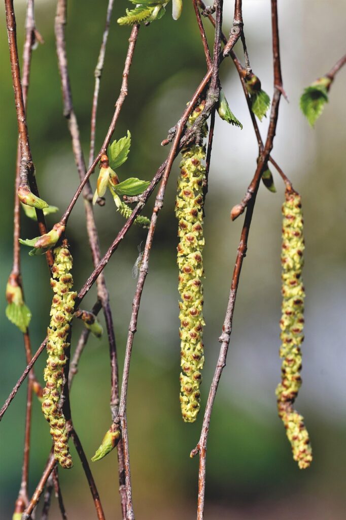 アレルギー対応のおせちで選ぶ高級な料理は？