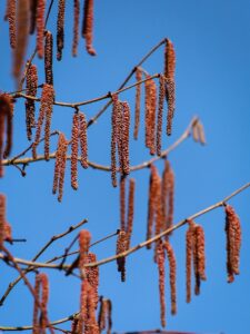 子供のナッツアレルギーに配慮したおせちはどう選ぶべき？