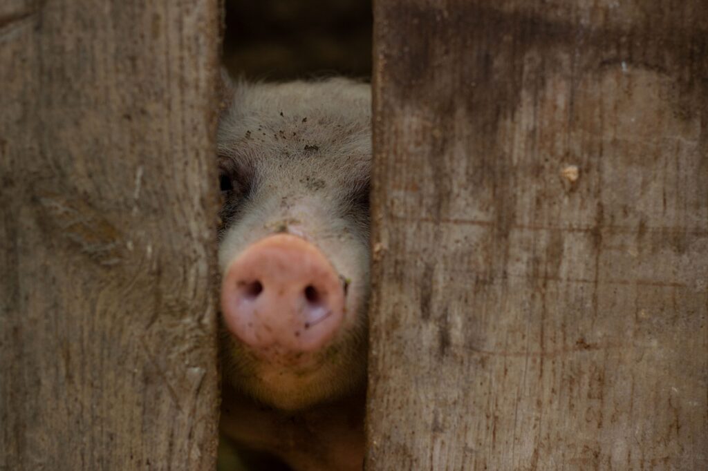 年末年始におすすめのアレルギー除去対応食販売店は？