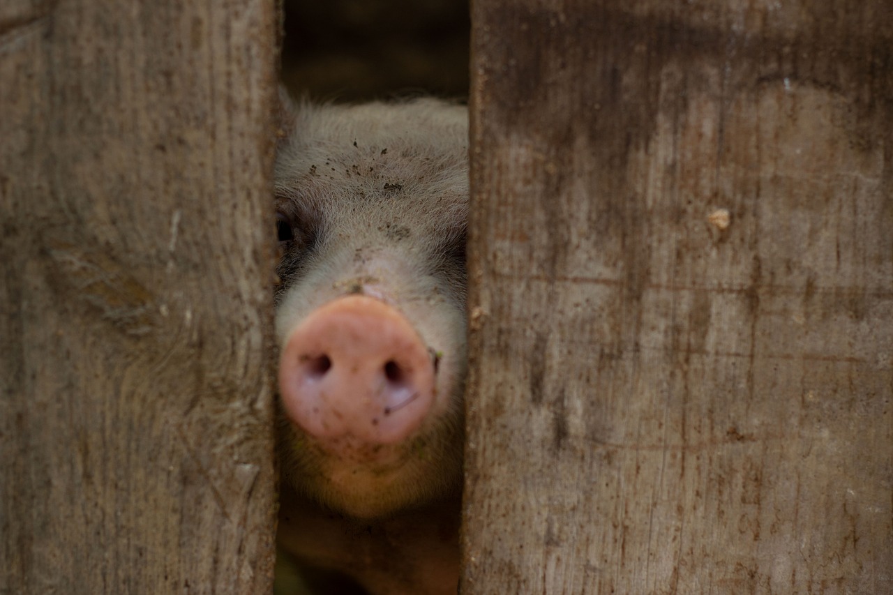 年末年始におすすめのアレルギー除去対応食販売店は？