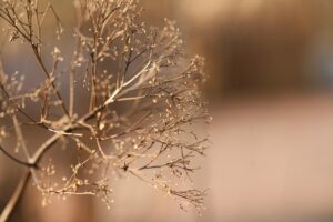 無添加おせちを家族4人向けに選ぶポイントは？