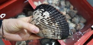 無添加おせちを環境配慮包装で楽しむ方法は？